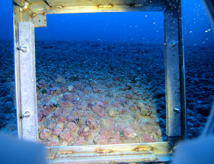 Imagem subaquática mostrando extenso fundo de rodolitos na Área de Proteção Ambiental Costa das Algas, no Espírito Santo