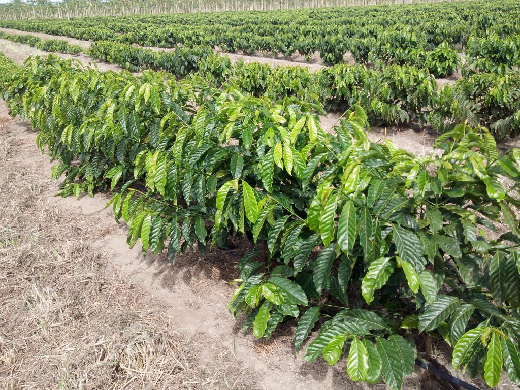 Afinal, café conilon é a mesma coisa que café robusta? - A Lavoura