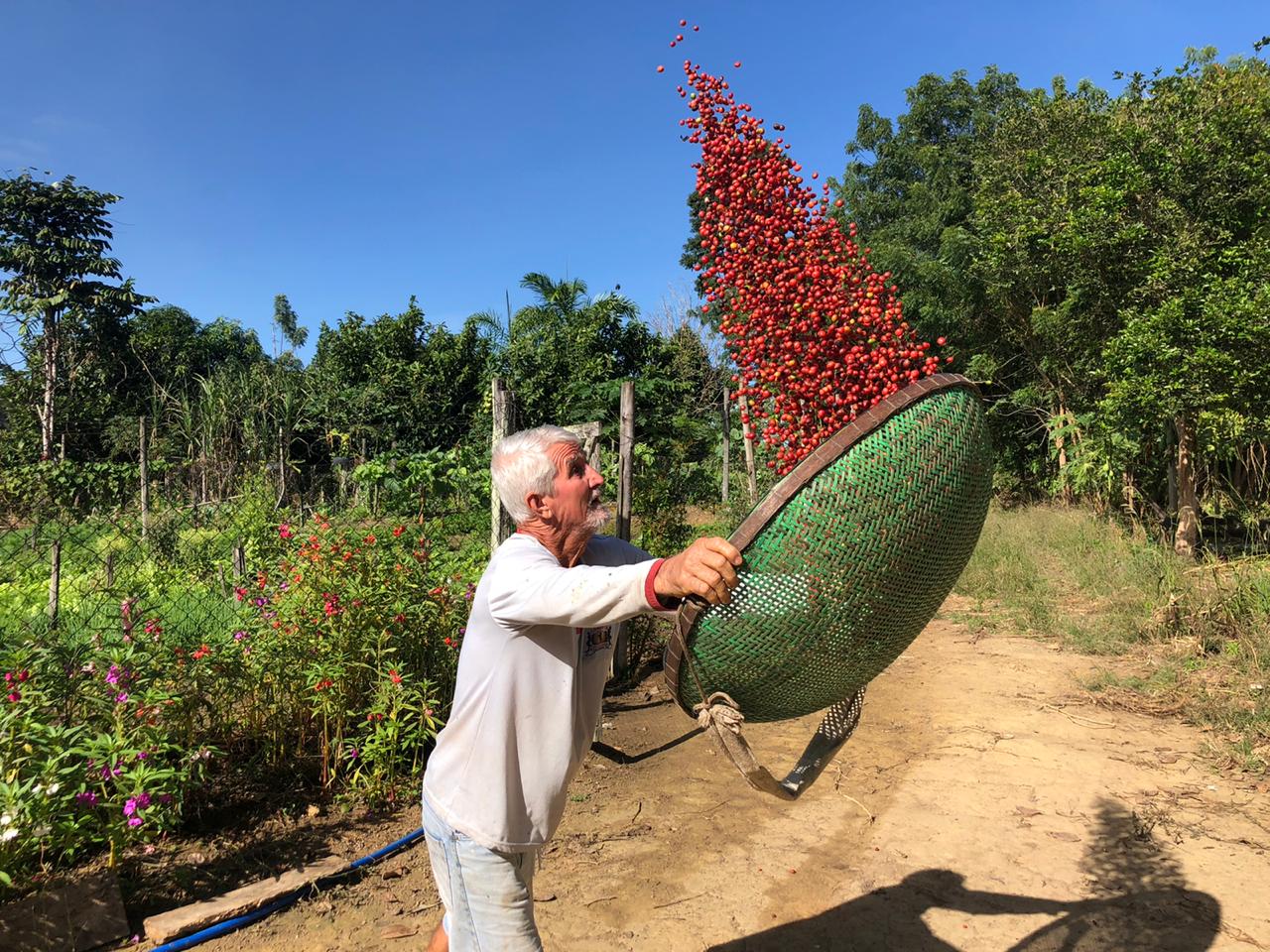 Adubação de Plantio e Formação do Cafeeiro Conilon » Portal