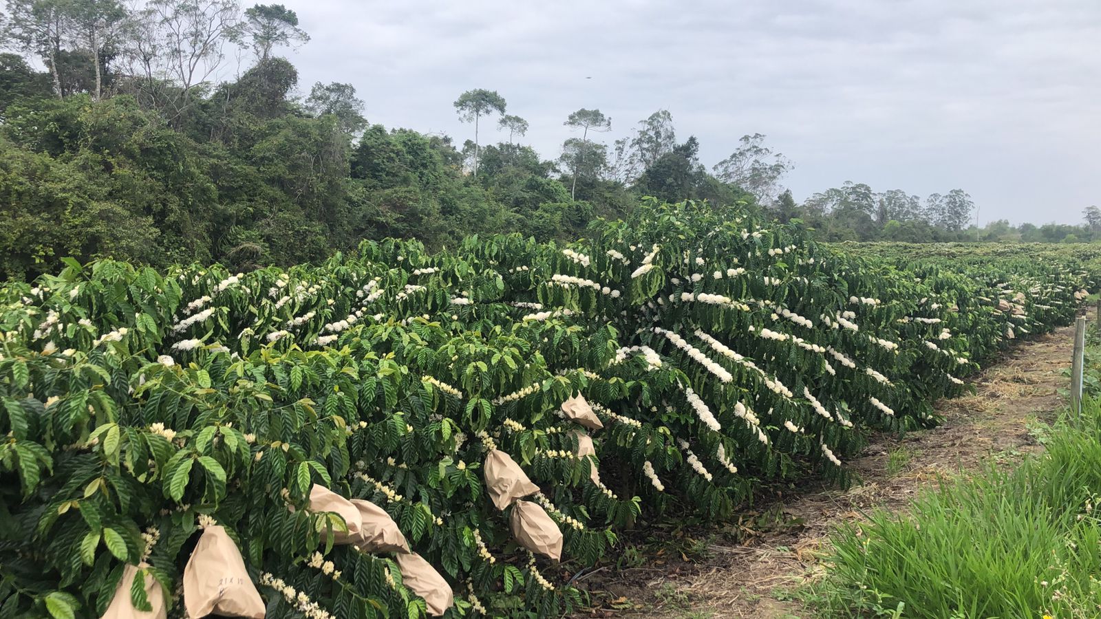 UFES obtém registro de nova cultivar de café conilon com alto teor