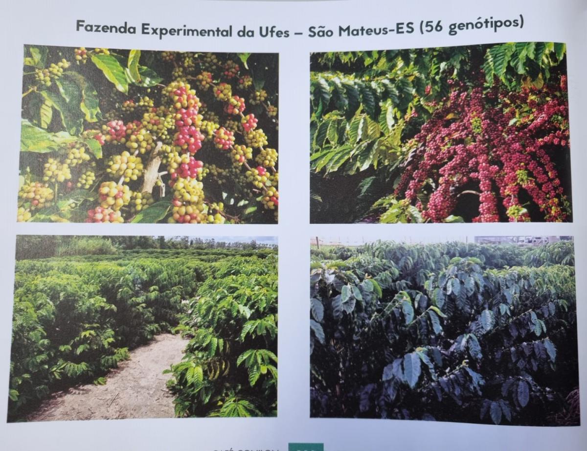 Livro apresenta pesquisas realizadas para o desenvolvimento de café conilon  e robusta