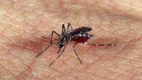 Foto do mosquito da dengue sobre pele humana