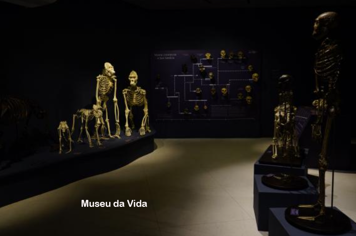 foto de sala de um museu, escura e com luz focalizando esqueletos humanos e de animais