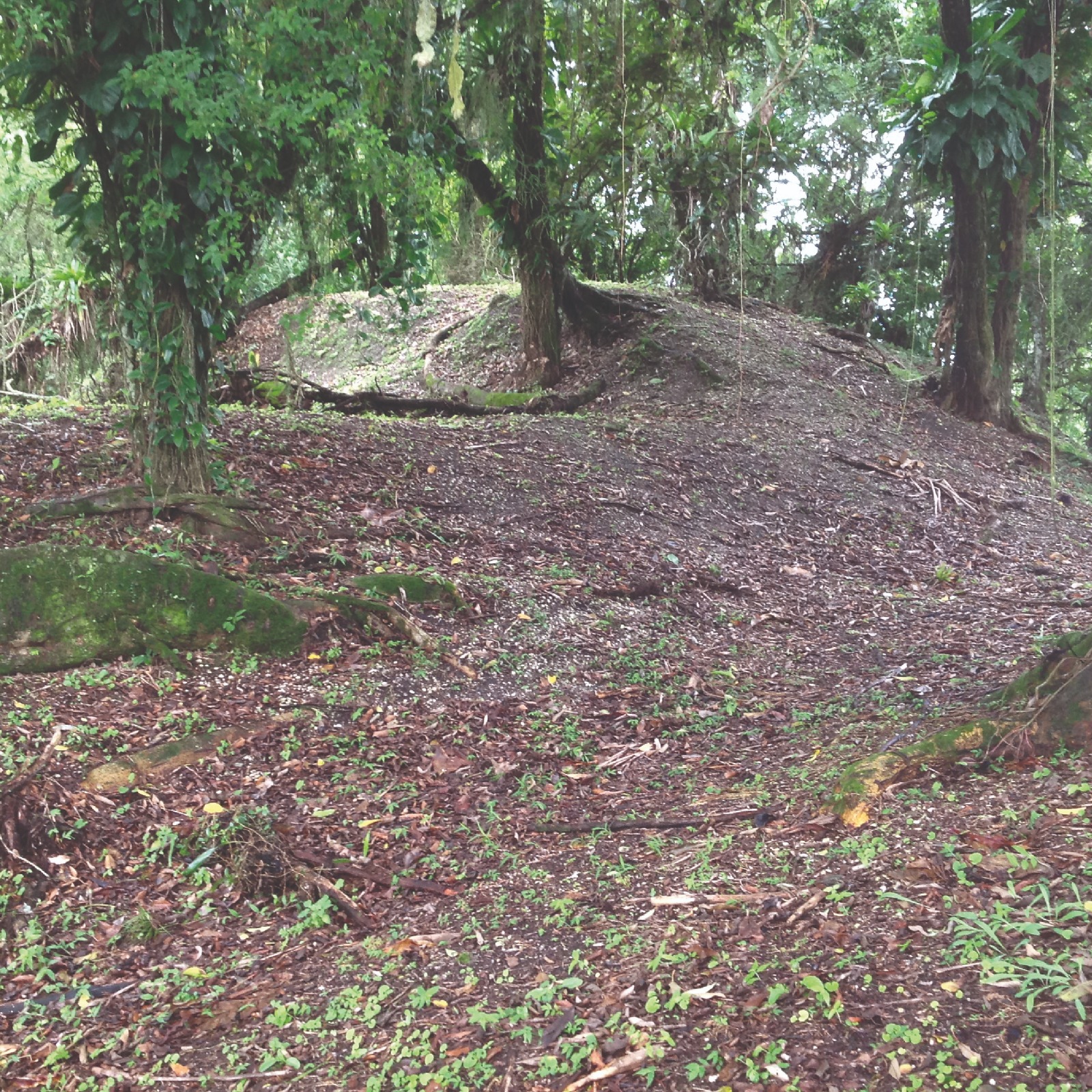 Sambaqui Ilha dos Espinheiros II, localizado em Joinville, um dos dez estudados na pesquisa Foto do terreno e de árvores no Sambaqui Ilha dos Espinheiros II, localizado em Joinville.