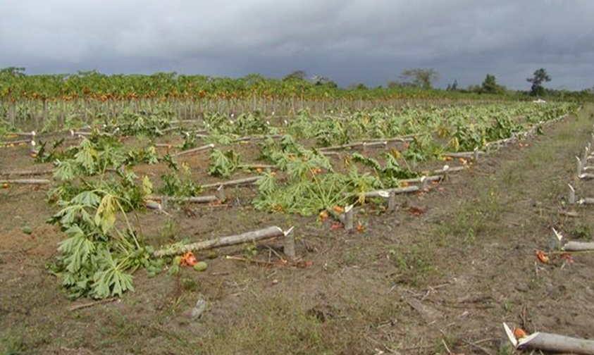 Área onde foi feito o corte de uma áreas onde foi feito o corte de plantas contaminadas Foto de uma área onde foi feito o corte de uma áreas onde foi feito o corte de plantas contaminadas