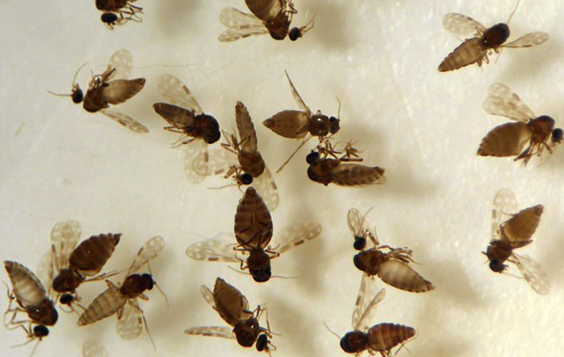 Insetos da espécie Culicoides paraensis, popularmente chamados de maruim ou mosquito-pólvora. Foto de vários insetos da espécie Culicoides paraensis, popularmente chamados de maruim ou mosquito-pólvora.