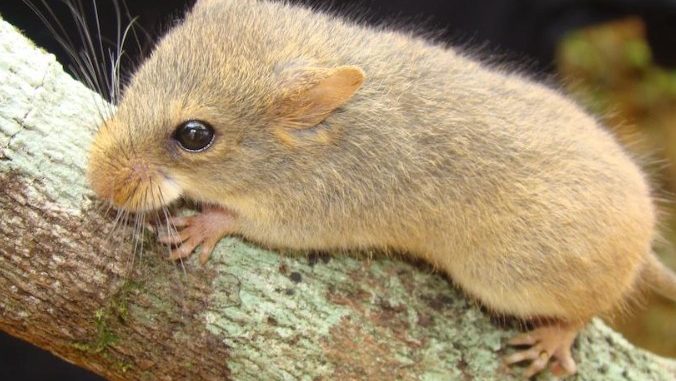 Foto do roedor Juliomys pictipes