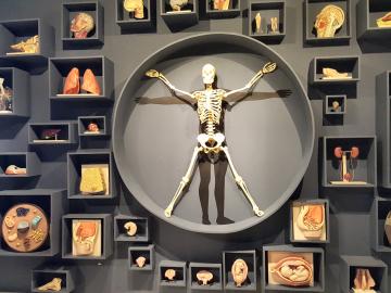 Foto de uma parece do Museu de Ciências da Vida onde aparecem um esqueleto e órgãos do corpo humano