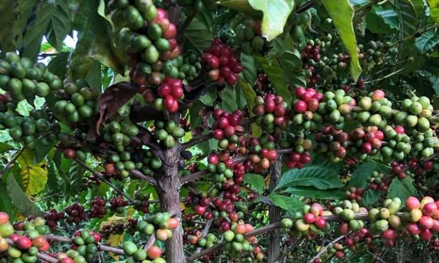 Imagem de um pé de café