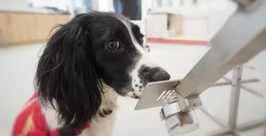Imagem de um cão farejando uma amostra