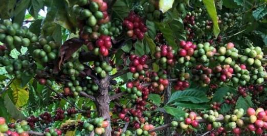Foto de um pé de café
