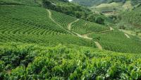 Plantação de café arábica no Espírito Santo