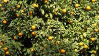 Imagem de um pé de laranja