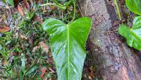 Planta Philodendron luanae