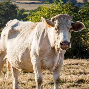 Foto de vaca branca, com tons em bege, em pasto, com árvores ao fundo, em segundo plano.