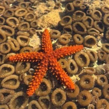 Foto de estrela do mar laranja