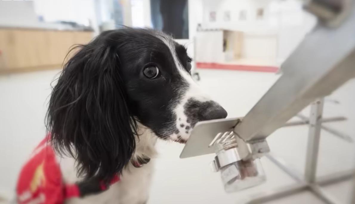 Foto de um cachorro cheirando uma amostra