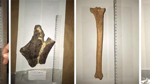 Fotos de quatro fósseis encontrados