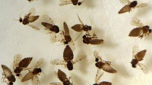 Foto de vários insetos da espécie Culicoides paraensis, popularmente chamados de maruim ou mosquito-pólvora.