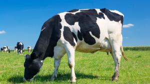 Foto de uma vaca em um pasto